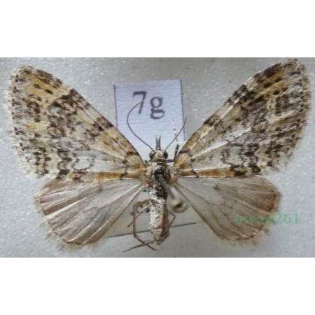 Acasis viretata (Hübner, 1799) Płatynka zielonka Czech7g